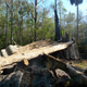 Illustration for article titled The Oldest Living Trees in the World